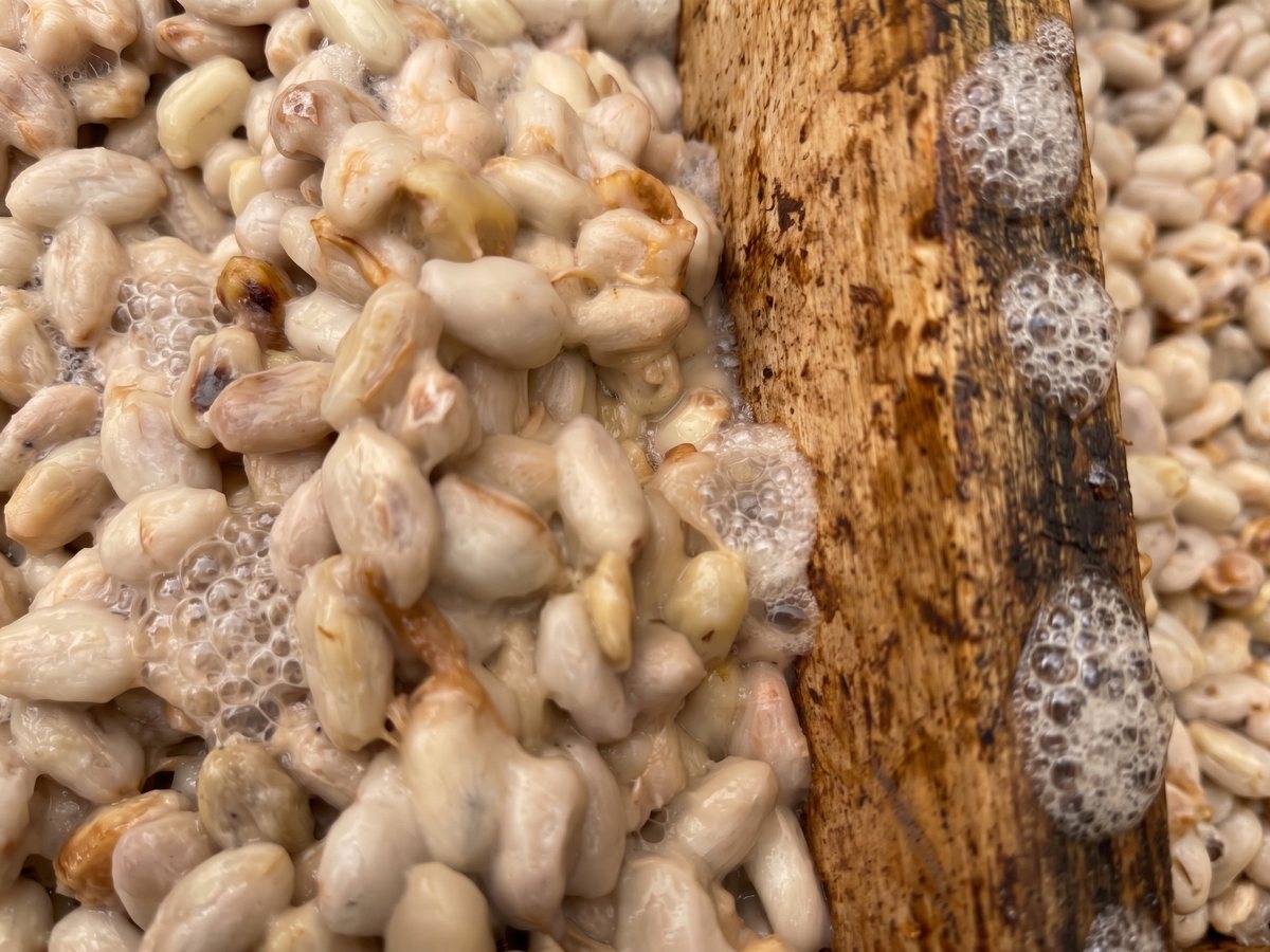 Cacao seeds fermenting in their white pulp in a wooden box