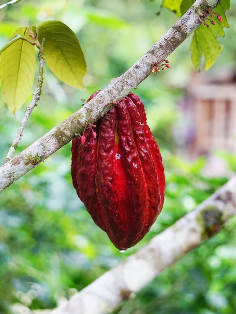 Peruvian Cacao Kenya