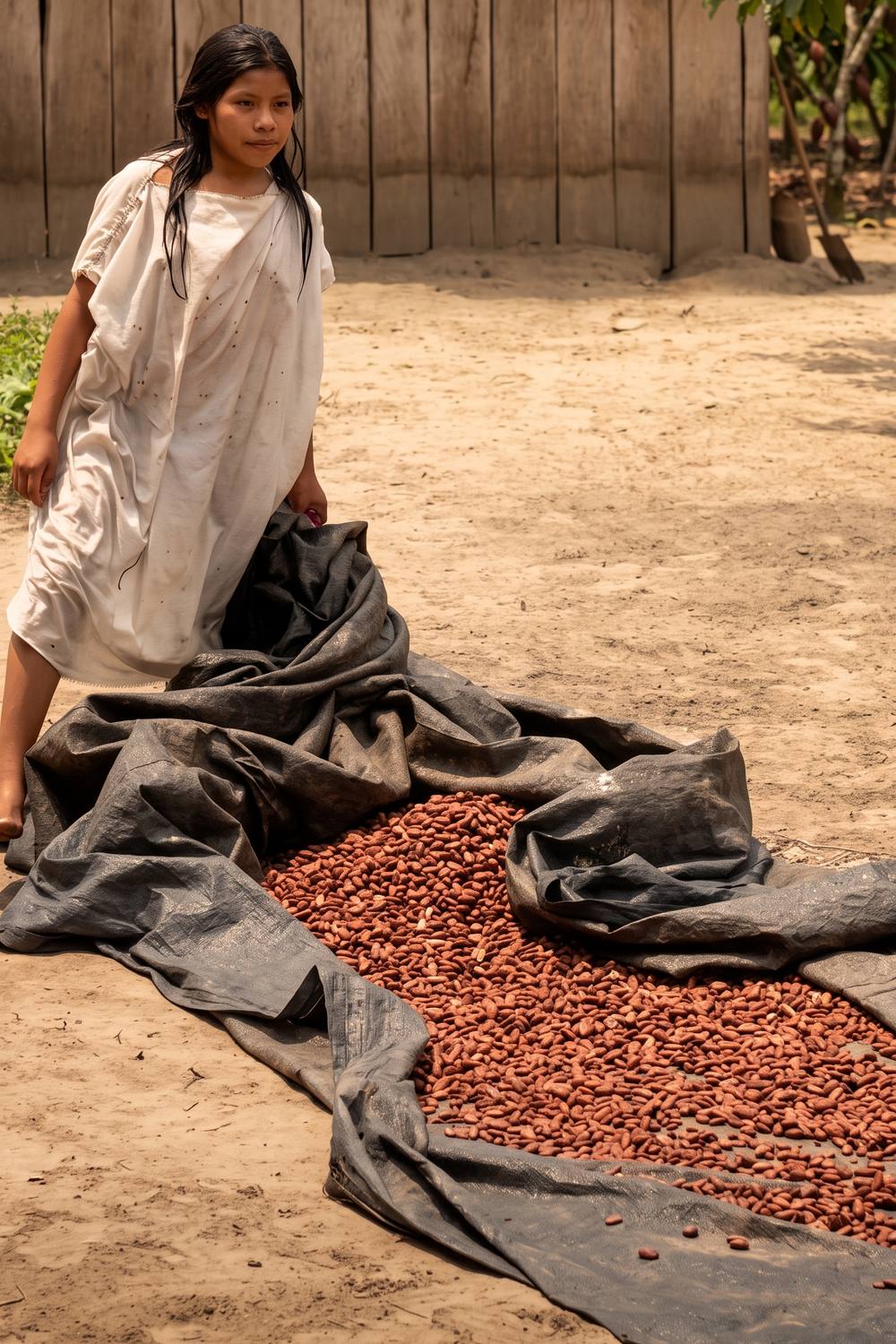 A certificate of analysis for a harvest of Cacao Love