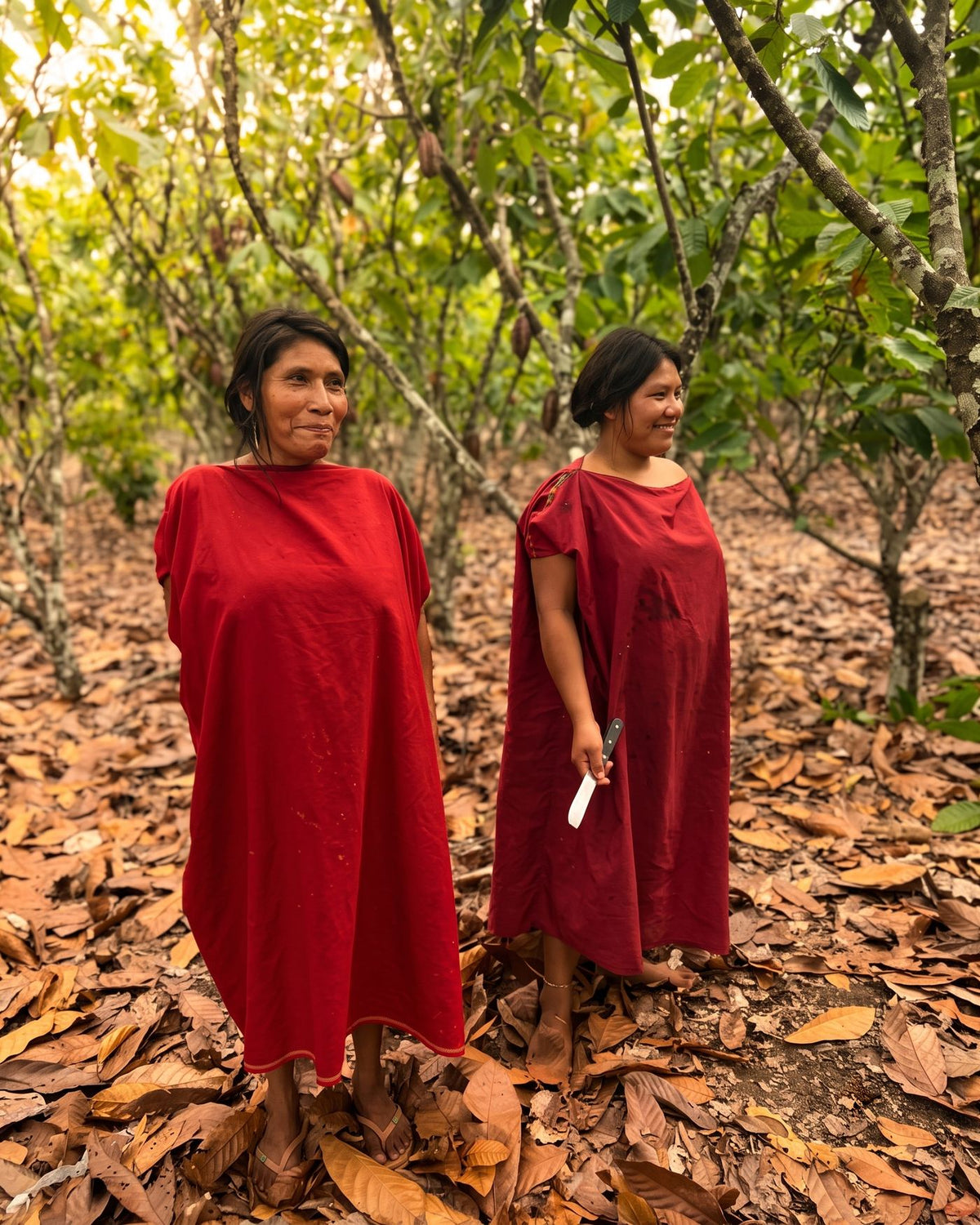 The forest of the Selva Central