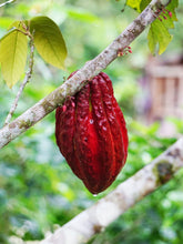 Load image into Gallery viewer, SALE! The Complete Guide To Ceremonial Cacao
